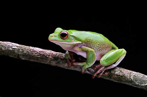 Rakyat Australia Dialu Alukan Kesan Spesies Katak Baharu Media Permata Online