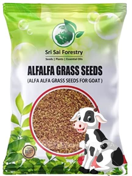 Sri Sai Forestry Alfalfa Grass Seeds For Farming Lucerne Alfalfa