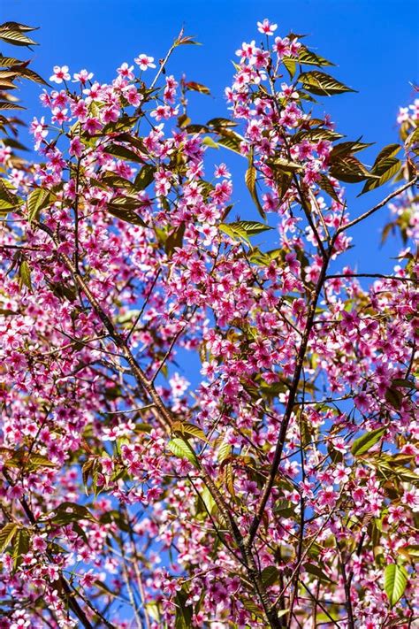 Wild Himalayan Cherry Prunus Cerasoides Flowers In Blue Sky, T Stock Image - Image of branch ...