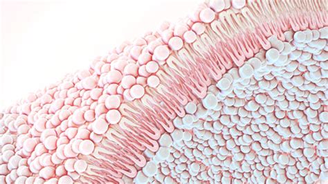 bilayer lipid membrane  stock  pictures royalty