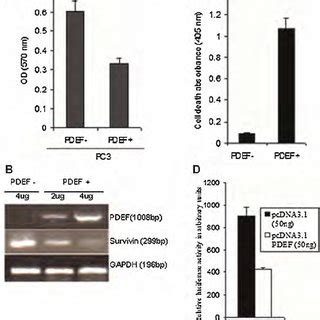 Re Expression Of Pdef Inhibits Cell Growth Induces Apoptosis