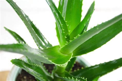 Aloes ozdobny Delaetti doniczka 12cm Duża sadzonka 12387756889