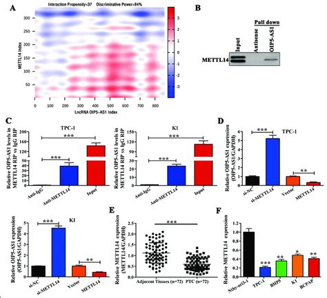 Mettl14 Interacts With Lncrna Oip5 As1 And Regulates Its Expression A