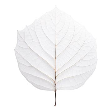 Birch Leaf Outline, Birch, Leaf, Foliage PNG Transparent Image and ...