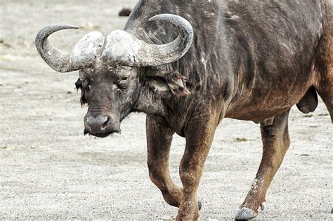 Jakie Zwierz Ta Zobaczysz Na Safari W Kenii I Tanzanii Szpilkiwplecaku Pl