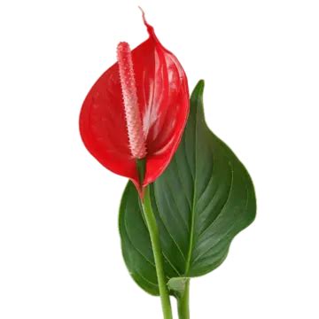 Red Anthurium Flower With Green Leaf Isolated On Transparent Background