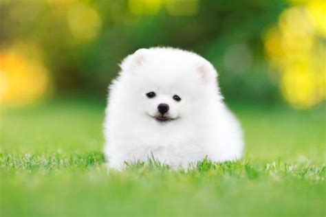 10 Small White Dog Breeds - With Photos