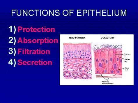 Body Tissues Histology Notes In Your Notebook Time