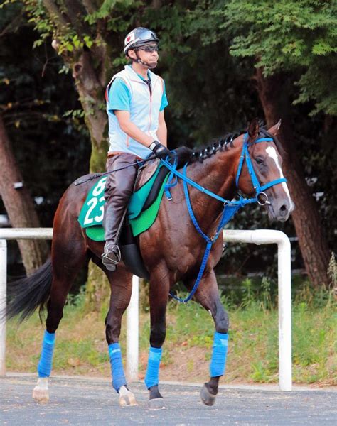 【pog】デザートストーム期待大 短距離向き「初戦から動ける」競馬・レースデイリースポーツ Online