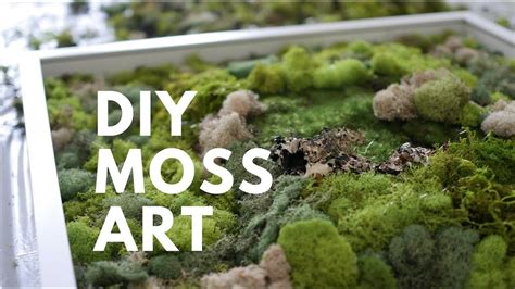 How To Make A Living Moss Wall Step By Step Guide