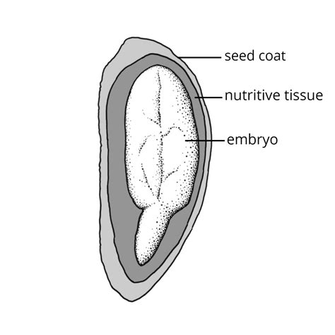 introduction fruit  seed family id
