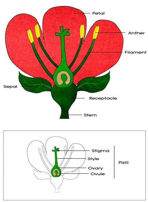 Parts Of A Flower Printable