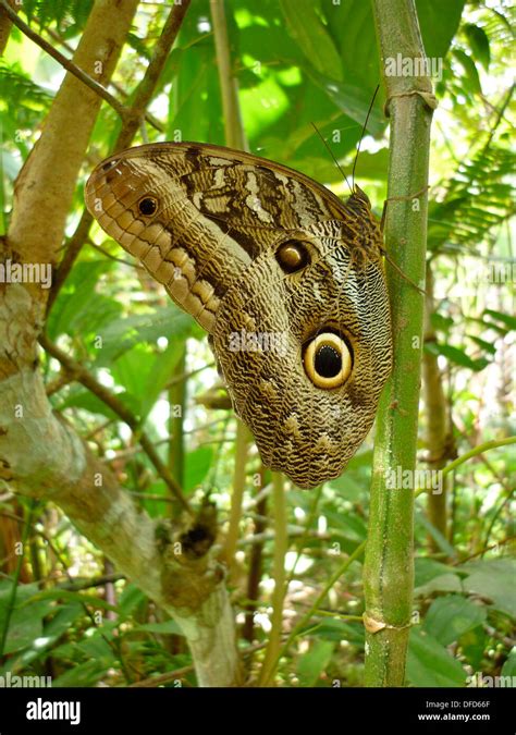 Una mariposa búho en el centro de mariposas Pilipintuwasi en Iquitos