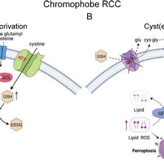 Schematic Diagram Showing The Mechanism Underlying Chrcc Sensitivity To