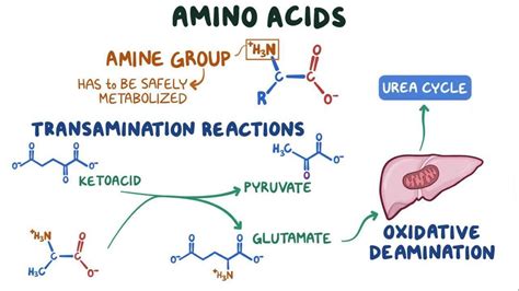 video amino acid metabolism osmosis