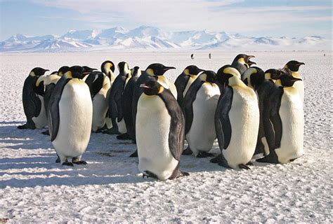 New Study Finds That Adelie Penguin Population Is On The Rise