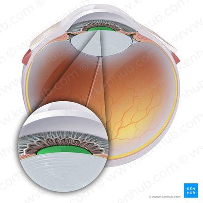 pupil anatomy structure  function kenhub