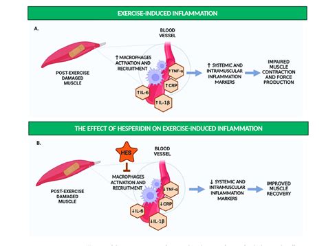 Schematic Summary Of Potential Mechanism Of Action For The Hesperidin