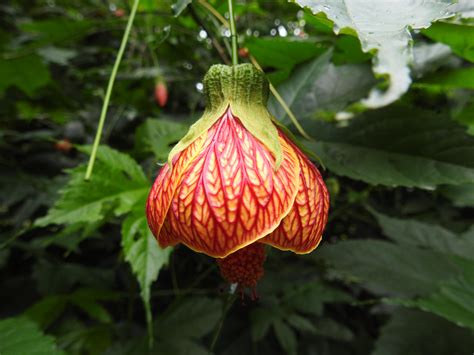 Ttm Chinese Lantern Abutilon Pictum Mt Emei China Rflowers