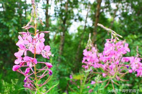 《花朵爛漫似雲霞，花香四溢滿天涯》柳蘭花《嬌艷》 每日頭條