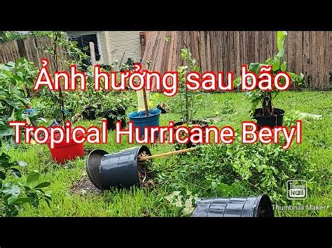 Khu vườn sơ xác bị ảnh hưởng sau bão Tropical Hurricane Beryl đổ bộ