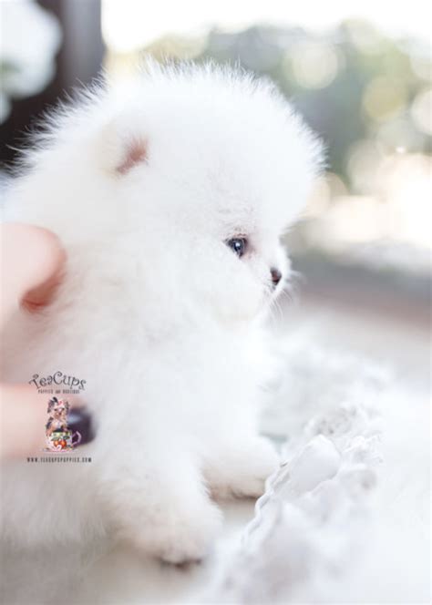 Tiny Teacup Pomeranian Puppies | Teacups, Puppies & Boutique