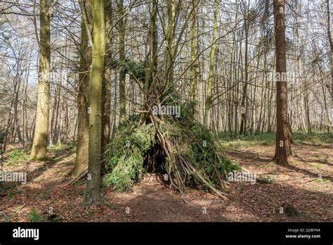 Woodland Den Created With Sticks And Branches Among The Trees Stock