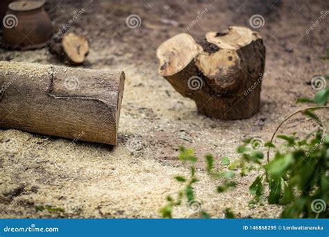 Madera Despu S De Ser Cortado Por Un Cortador Del Rbol Imagen De