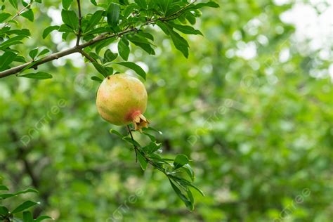 Pomegranate Tree Background, Pomegranate, Fruit, Plant Background Image ...