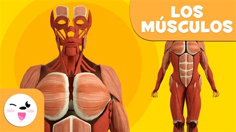 Los M Sculos Para Ni Os El Sistema Muscular El Cuerpo Humano Para