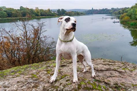 10 Best Dogo Argentino Breeders (2024): Our Top 10 Picks!