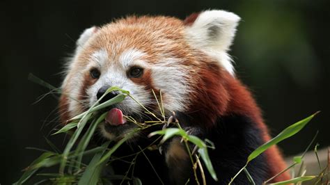 Wallpaper Red panda eat bamboo 5120x2880 UHD 5K Picture, Image