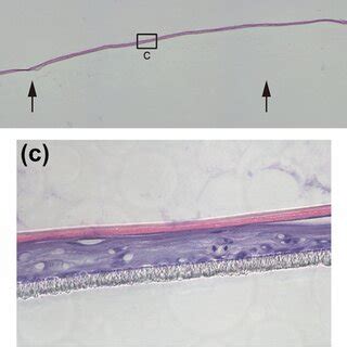 Representative Histological And Immunohistochemical Images Of The