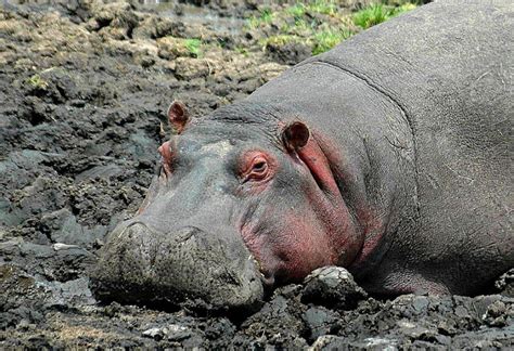 Elsen Karstad S Pic A Day Kenya Mara River Hippo Kenya