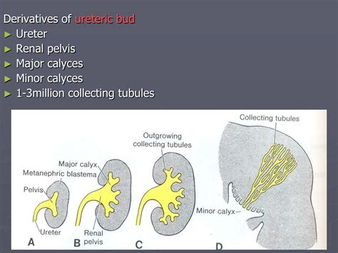 PPT DEVELOPMENT OF URINARY SYSTEM AND ANOMALIES PowerPoint