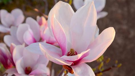 Magnolios De Flor Primaveral Variedades Y Caracter Sticas Jardinatis