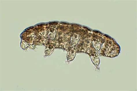 10 Tardigrade Facts That Will Astound You