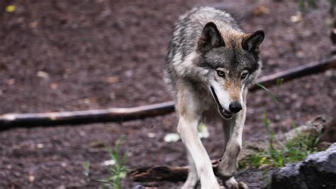 Upcoming Changes In The Canadian Wilds Wilder Institutecalgary Zoo