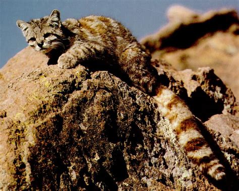 Gato De Los Andes El Felino De Las Cumbres Que Est En Peligro De