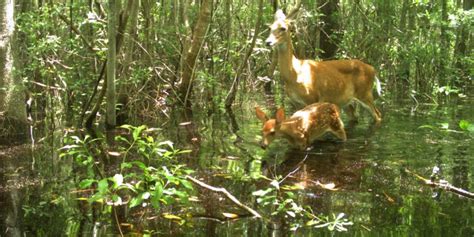 Exhibit Showcases Wildlife Corridor Coastal Review