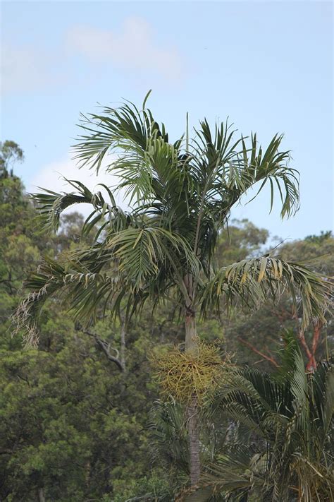 Carpentaria Acuminata Mtcoottha 2015 12 31b Carpentaria Wikipedia