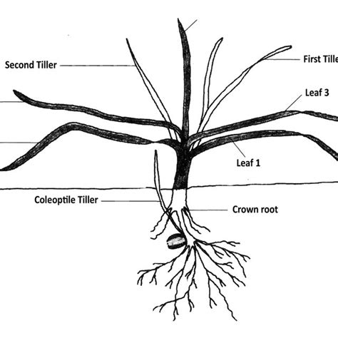 Wheat Growth And Development Stages According To The Zadoks Scale See Download Scientific