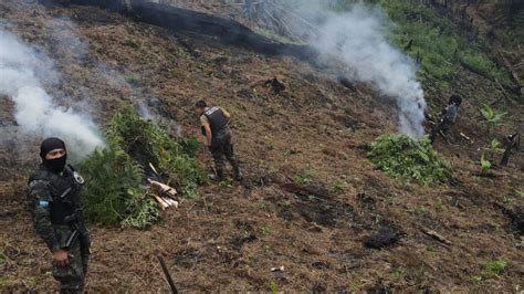 Incineraron Unas 70 Mil Hojas De Supuesta Marihuana En El Sector Del