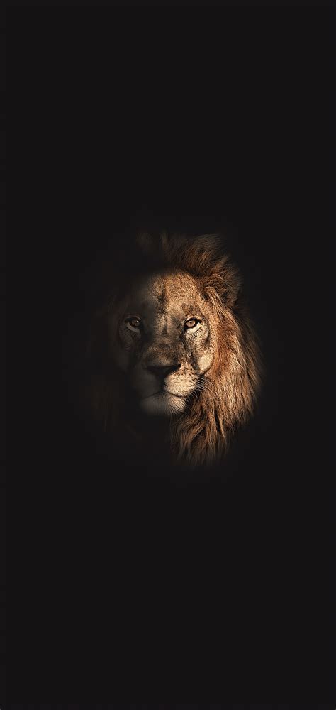 Amoled Lion Wallpapers 4k Hd Amoled Lion Backgrounds On Wallpaperbat