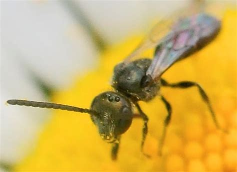 Sweat Bees Lasioglossum Tegulare Species Group Belleille Kjh