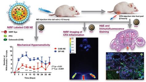 Sex Differences Revealed In A Mouse Cfa Inflammation Model With