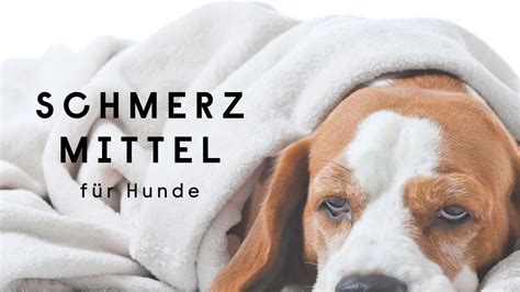 Schmerzmittel für Hunde was kann ich Hunden bei Schmerzen geben Hanfred