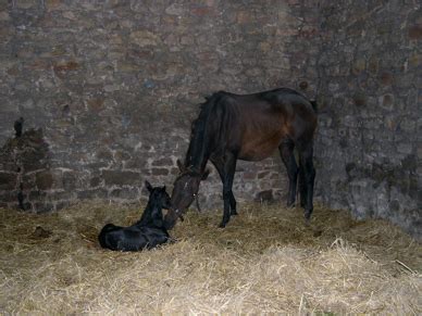 Sandyford Farm Horse Breeding