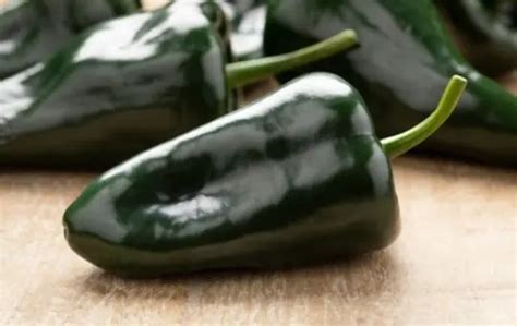 Poblano Vs Ancho Peppers Which Is A Better Option