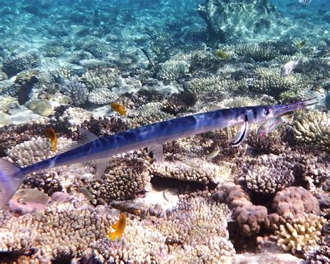 Tylosurus choram - Facts, Diet, Habitat & Pictures on Animalia.bio